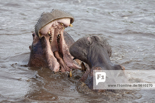 Flusspferde (Hippopotamus amphibius)  zwei ausgewachseneTiere  Nahaufnahme der Köpfe  kämpfen im Wasser  Serengeti-Nationalpark  Tansania  Afrika