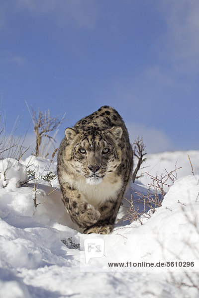 Schneeleopard oder Irbis (Panthera uncia)  Alttier  beim Laufen im Schnee  Winter  in Gefangenschaft