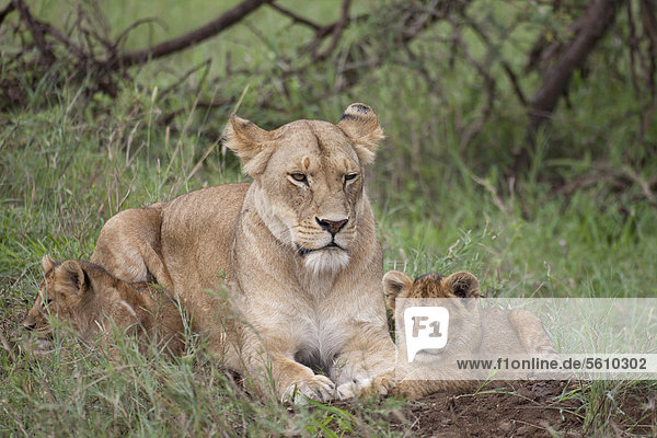Löwe (Panthera leo)  Alttier  Weibchen  Löwin mit zwei Jungen  ruhend am Boden  Serengeti Nationalpark  Tansania  Afrika