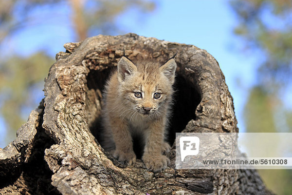 Canadian Lynx (Lynx canadensis)  eight-weeks old cub  in hollow tree trunk  captive  Montana  USA