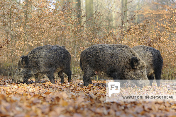 Wildschweine (Sus scrofa)  Schwarzwild  Weibchen  Bachen auf Nahrungssuche  Gehege  Nordrhein-Westfalen  Deutschland  Europa