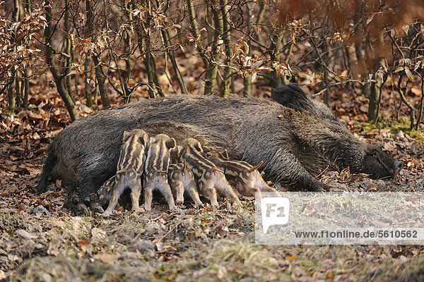 Wildschwein (Sus scrofa)  Schwarzwild  Weibchen  Bache säugt Frischlinge  Gehege  Nordrhein-Westfalen  Deutschland  Europa