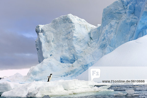 Adelie-Pinguin (Pygoscelis adeliae)  stehend auf Eisberg  Antarctic-Sund  Antarktische Halbinsel  Antarktis