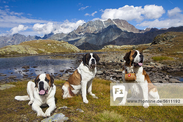 Drei Bernhardiner der Fondation Barry  einer mit Fässchen  Großer Sankt Bernhard Pass  Wallis  Schweiz  Europa