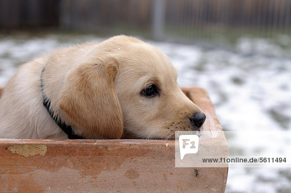 Blonder Labrador Retriever Welpe sitzt in Blumentopf