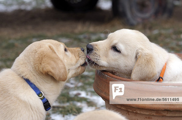 Blonde Labrador Retriever Welpen, einer in einem Blumentopf sitzend, beschnuppern oder küssen sich