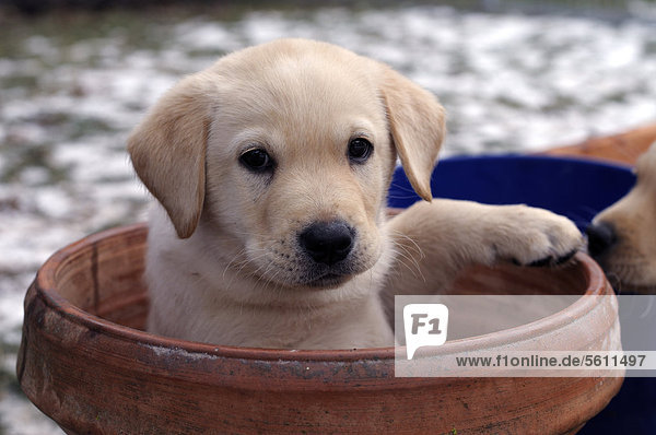 Blonder Labrador Retriever Welpe sitzt in Blumentopf