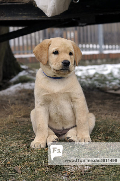 Blonder Labrador Retriever Welpe sitzt auf Wiese