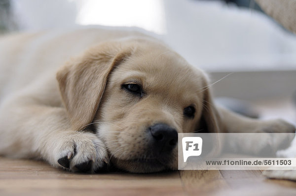 Blonder Labrador Retriever Welpe liegt müde auf dem Boden