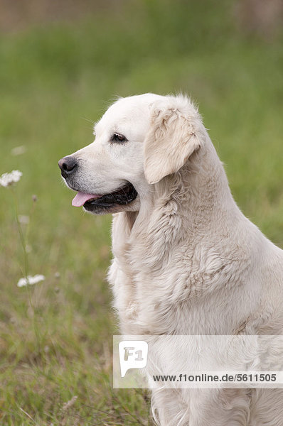 Golden Retriever sitzt