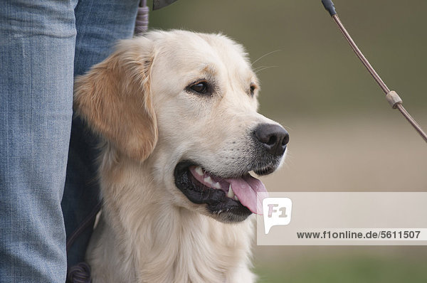 sitzend,Inhaber,Golden Retriever
