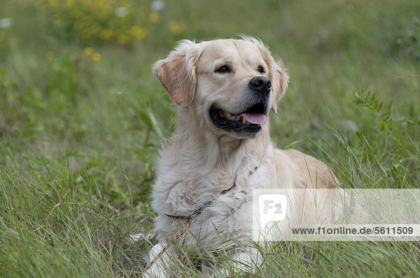 Golden Retriever liegt auf Wiese