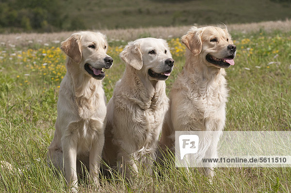 Drei Golden Retriever sitzen auf Wiese