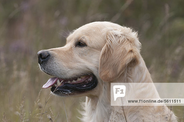 Portrait,Golden Retriever