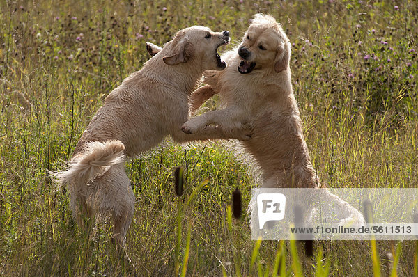 Zwei Golden Retriever beim spielerischen Kämpfen