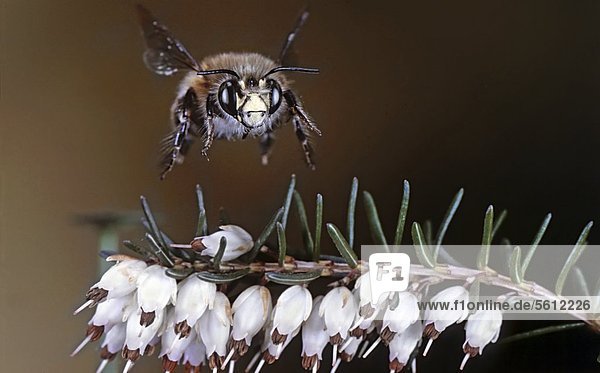 Bee  Andrena tibialis