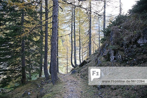 Wanderweg im herbstlichen Lärchenwald  Untertauern  Österreich