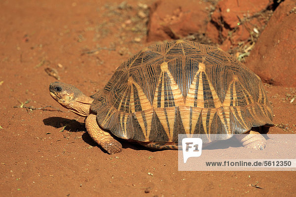 Madagaskar Strahlenschildkröte (Geochelone radiata)  Berenty Reservat  Madagaskar  Afrika