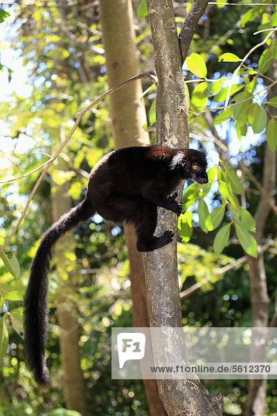 Mohrenmaki (Eulemur macaco)  männlich  adult  Baum  Nosy Komba  Madagaskar  Afrika