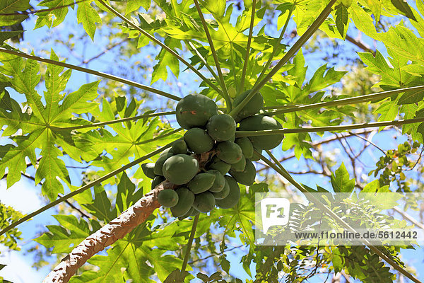 Papaya  Baummelonen  Melonenbaum (Carica papaya)  Früchte  Nosy Be  Madagaskar  Afrika