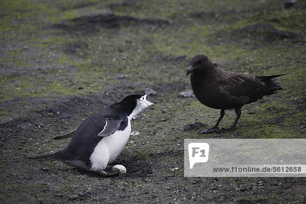 Schutz groß großes großer große großen Kinnriemen Zügelpinguin Pygoscelis antarctica Pinguin