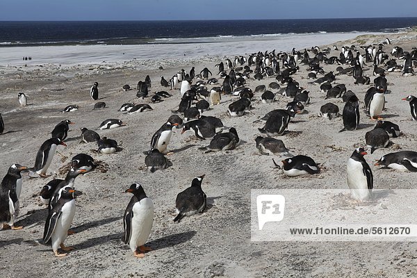 Kolonie von Eselspinguine an der Küste  Falklandinseln