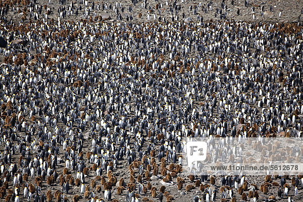 Kolonie von mehr als 400.000 Königspinguinen  Saint Andrews Bay  Südgeorgien