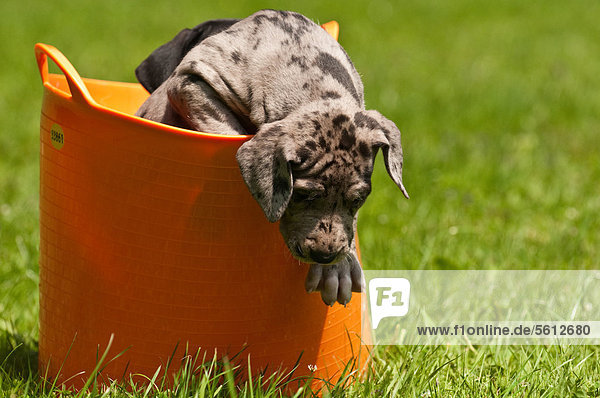 Great Dane puppy