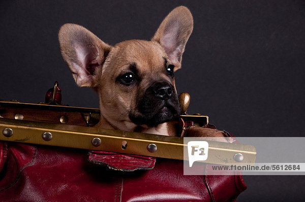 French bulldog sittin in a bag