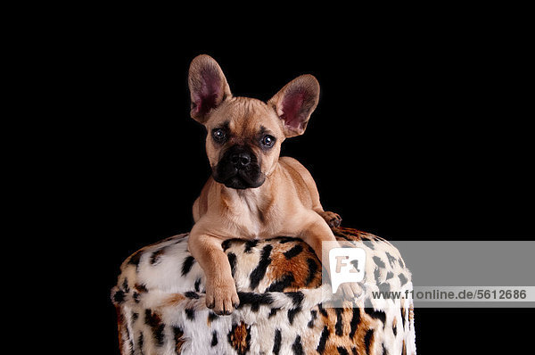 French bulldog lying on a stool