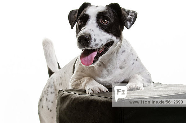 Dog panting