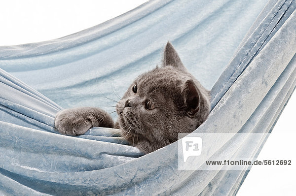 Chartreux