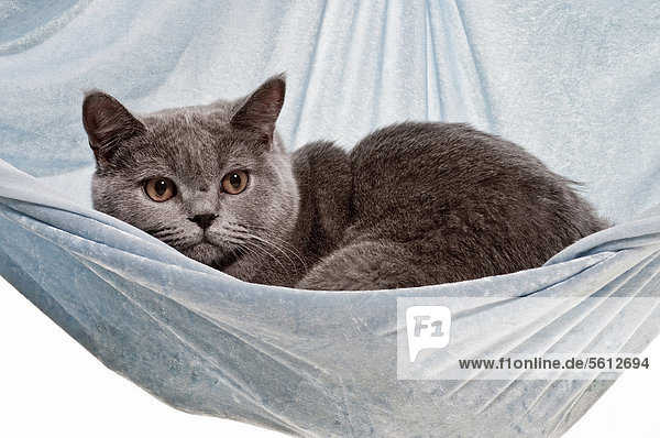 Chartreux