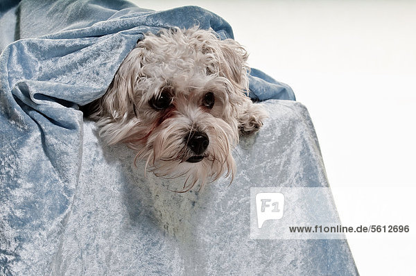 Dog lying under kerchief