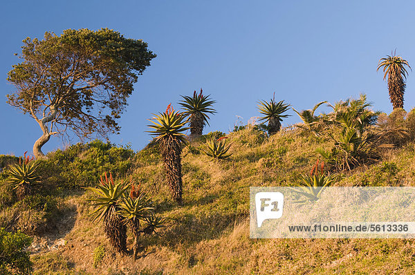 Blühende Kap-Aloe (Aloe ferox)  Wildcoast  Ostkap  Südafrika  Afrika