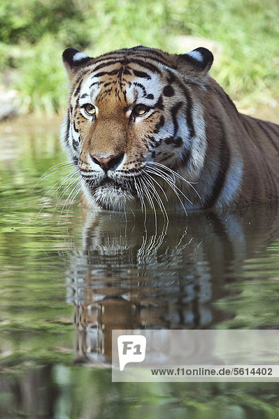 Sibirischer Tiger  Amurtiger (Panthera tigris altaica) im Wasser  Zoo  Niedersachsen  Deutschland  Europa