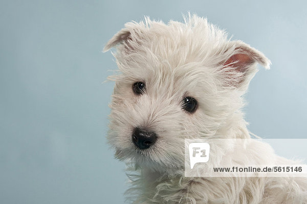 West Highland White Terrier  Westie Welpe Portrait