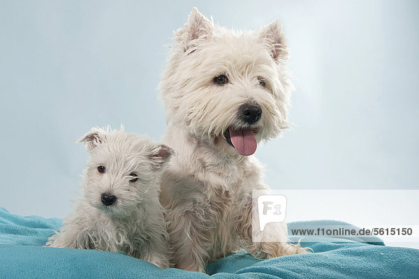 West Highland White Terrier  Westie puppy with mother