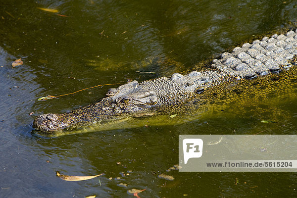 Salzwasserkrokodil  Leistenkrokodil oder Saltie (Crocodylus porosus)  Crocodylus Park  Darwin  Northern Territory  Australien