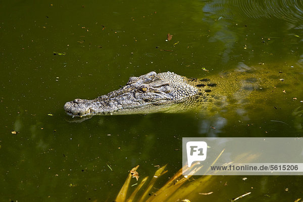 Salzwasserkrokodil  Leistenkrokodil oder Saltie (Crocodylus porosus)  Crocodylus Park  Darwin  Northern Territory  Australien