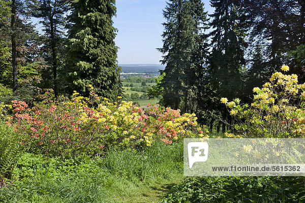 Weg durch blühenden Rhododendron  Hutberg  hinten die Stadt Kamenz  Sachsen  Deutschland  Europa