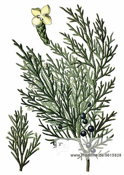 Wacholder  Sadebaum (Juniperus sabina)  Heilpflanze  historische Chromolithographie  ca. 1870