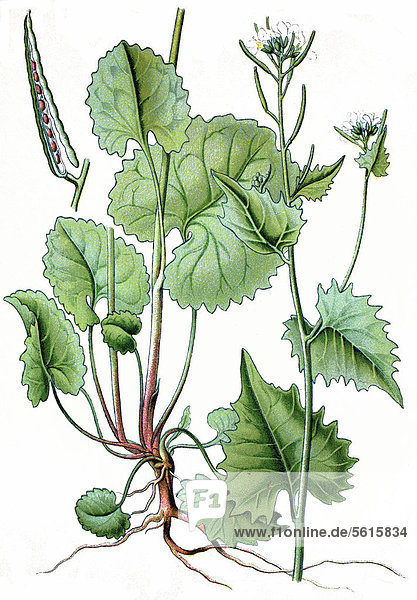 Lauchhederich (Sisymbrium alliaria scopoli)  Heilpflanze  historische Chromolithographie  ca. 1870