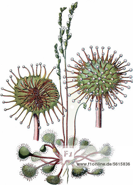 Common Sundew or Round-leaved Sundew (Drosera rotundifolia)  a medicinal plant  historical chromolithography  ca. 1870