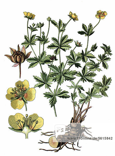 Blutwurz (Potentilla tormentilla)  Heilpflanze  historische Chromolithographie  ca. 1870