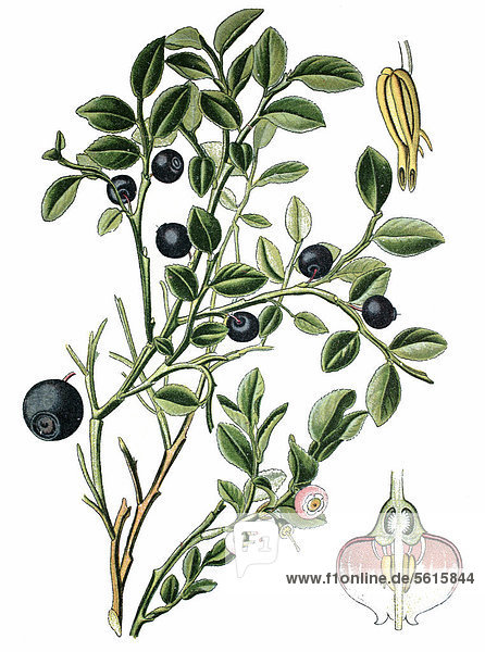 Heidelbeere (Vaccinium myrrtillus)  Heilpflanze  historische Chromolithographie  ca. 1870