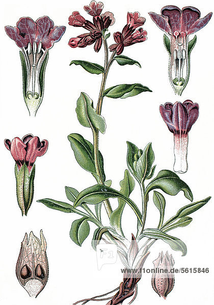 Lungenkraut (Pulmonaria officinalis)  Heilpflanze  historische Chromolithographie  ca. 1870