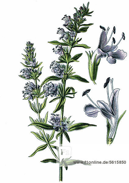 Ysop (Hyssopus officinalis)  Heilpflanze  historische Chromolithographie  ca. 1870