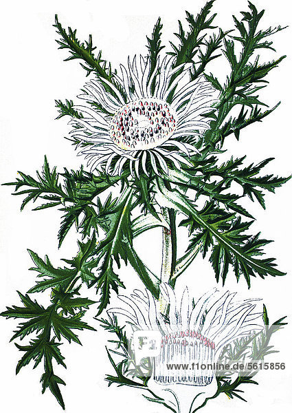 Silberdistel  Eberwurz (Carlina acaulis)  Heilpflanze  historische Chromolithographie  ca. 1870