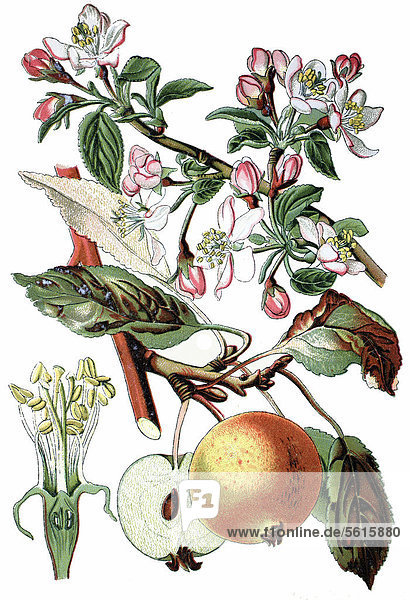 Apple tree (Pyrus malus  Malus domestica)  useful plant  historical chromolithography  about 1870